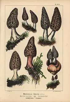 Black morel, Morchella conica, edible