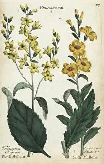 Blattaria Gallery: Black mullein, Verbascum nigrum, and moth mullein