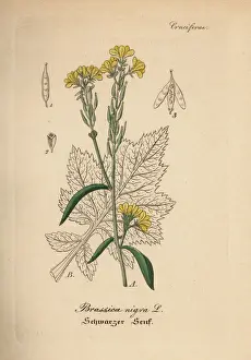 Black mustard, Brassica nigra