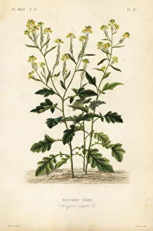 Sinapis Gallery: Black mustard, Brassica nigra, Sinapis nigra