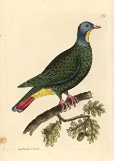 Thenaturalistsmiscellany Prints: Black-naped fruit dove, Ptilinopus melanospilus