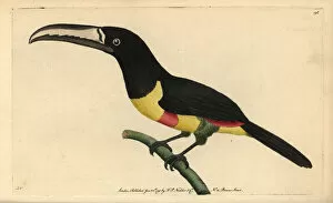 Black-necked aracari, Pteroglossus aracari