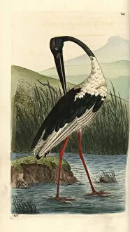 Stork Gallery: Black-necked stork, Ephippiorhynchus asiaticus