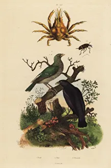 Guerin Meneville Collection: Black oriole, green oriole, four-horned spider
