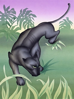 Wildlife Gallery: Black Panther