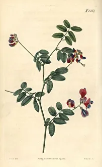 Niger Gallery: Black pea, Lathyrus niger