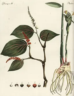 Black pepper and ginger