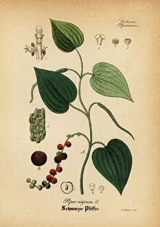 Mediinisch Pharmaceutischer Gallery: Black pepper, Piper nigrum