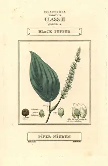 Black pepper, Piper nigrum