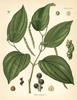 Black pepper, Piper nigrum