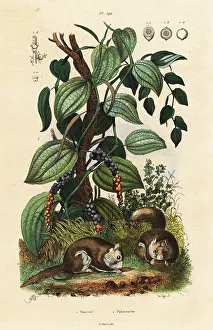 Spice Prints: Black pepper and southern flying squirrel