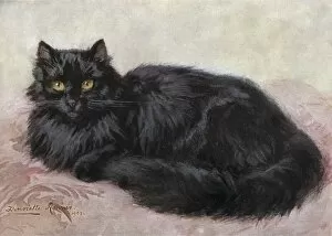 Images Dated 3rd June 2011: Black Persian Cat