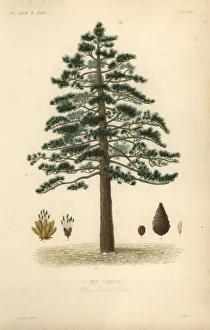 Oudet Gallery: Black pine or Austrian pine, Pinus nigra subsp. laricio