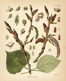 Medicinal Collection: Black poplar tree, Populus nigra