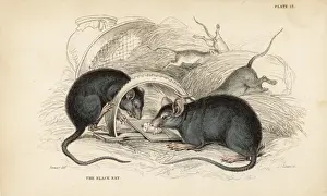Naturalists Prints: Black rat, Rattus rattus