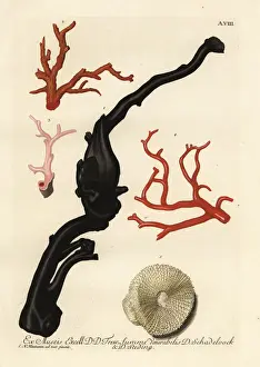 Deliciae Prints: Black and red corals and a mushroom coral, Fungia fungites