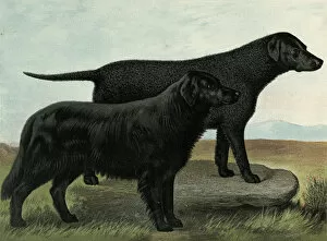 Dogs Collection: Black Retrievers
