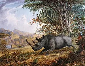 The Black Rhinoceros Charging, by Thomas Baines
