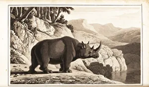 Rhinoceros Prints: Black rhinoceros, Diceros bicornis, critically endangered