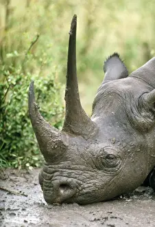Hook Prints: Black Rhinoceros - resting - head only