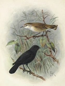 Images Dated 9th December 2011: Black Robin and Chatham Island Warbler