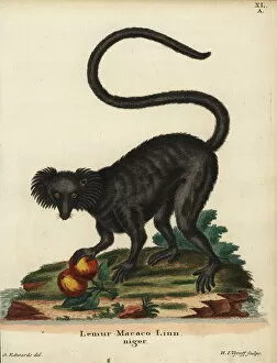 Niger Gallery: Black ruffed lemur, Varecia variegata. Critically endangered
