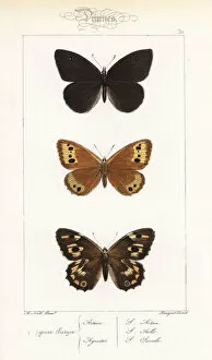 Alexis Collection: Black satyr, Norse grayling and grayling female