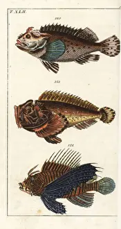 Scorpion Prints: Black scorpion fish, estuarine stonefish, and red lionfish