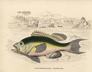 Black sea bass, Centropristis striata