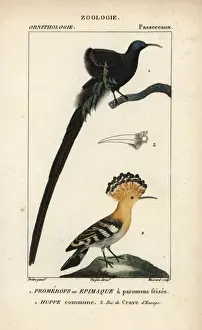 Croix Prints: Black sicklebill, Epimachus fastosus (vulnerable)