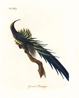 Latham Collection: Black sicklebill, Epimachus fastosus. Vulnerable