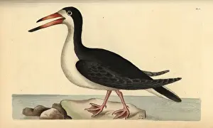 Black skimmer, Rynchops niger