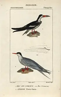 Hirundo Prints: Black skimmer, Rynchops niger, and common tern