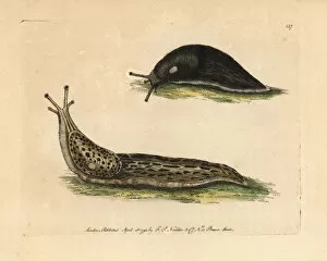 Black slug, great slug, Arion ater, Limax maximus