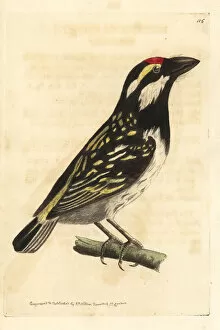 Stephens Collection: Black-spotted barbet, Capito niger