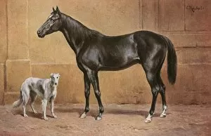 Images Dated 11th November 2011: Black Stallion and Borzoi Hound