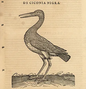 Black stork, Ciconia nigra