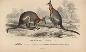Universel Prints: Black-striped wallaby, Macropus dorsalis