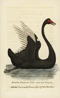 Black swan, Cygnus atratus