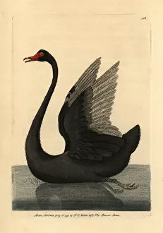 Naturalist Gallery: Black swan, Cygnus stratus