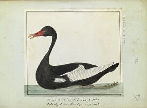 Images Dated 25th October 2013: Black swan, Latham Collection vol. 6, f. 971