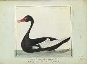 Cygnus Prints: Black swan, Latham Collection vol. 6, f. 971