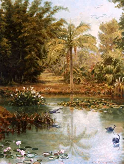 Black Swans, Charles E Gordon Frazer