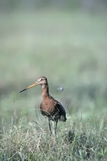 Black-tailed Godwit - nervous about intruders