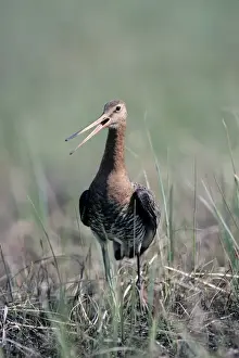 Wader Prints: Black-tailed Godwit - nervous about intruders