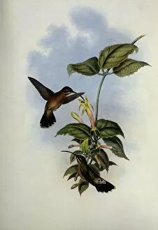 Hermit Gallery: Black-Tailed Hermit, Glaucis Melanura Date: 1859