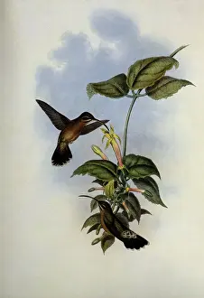 Perches Prints: Black-Tailed Hermit, Glaucis Melanura Date: 1859