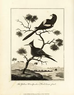 Chestnut Gallery: Black-tailed trogon and chestnut woodpecker