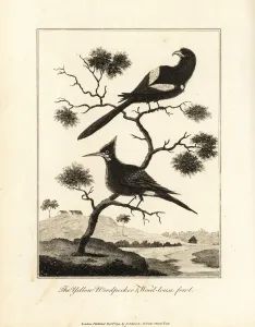Chestnut Prints: Black-tailed trogon and chestnut woodpecker