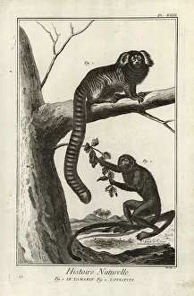 1774 Prints: Black tamarin and marmoset